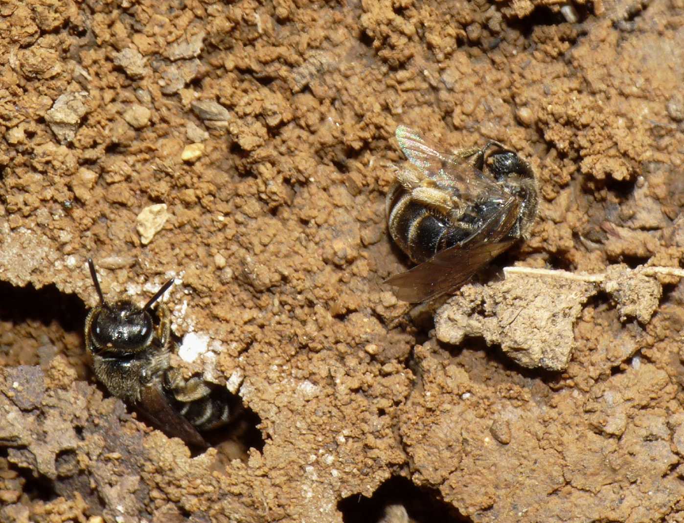 Apine scavatrici: Halictus sp. nella tana